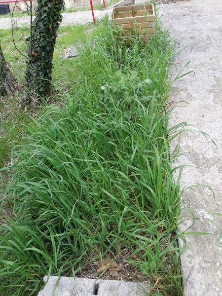 jardin avant d�sherbage